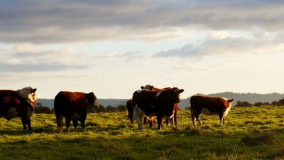 棕色和白色的奶牛吃草

